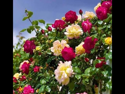 Cei Mai Frumosi Trandafiri Din Lume Pentru Gradina Ta De Vis