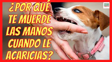 ¿Por qué los perros te agarran la mano con la boca?