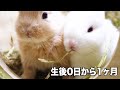 子ウサギの生後0日から1ヶ月までの成長#80【Rabbits grow from 0 to 30 days after birth】