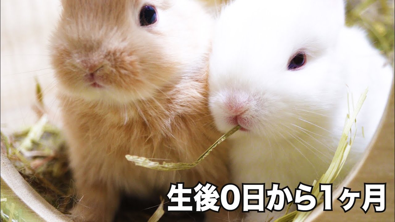 子ウサギの生後0日から1ヶ月までの成長 80 Rabbits Grow From 0 To 30 Days After Birth Youtube