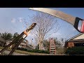 When To Trim Crepe Myrtles
