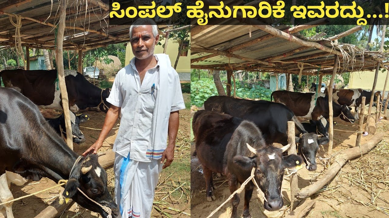 20 ವರ್ಷದಿಂದ ಹೈನುಗಾರಿಕೆ ಮಾಡುತ್ತಿರುವ ಇವರು ಹೈಟೆಕ್ ಶೆಡ್ ಆಗಲಿ ಹಸುಗಳಿಗೆ ಮಲಗಿಕೊಳ್ಳಲು ಮ್ಯಾಟ್ ಆಗಲಿ ಇವ್ಯಾವುದೂ
