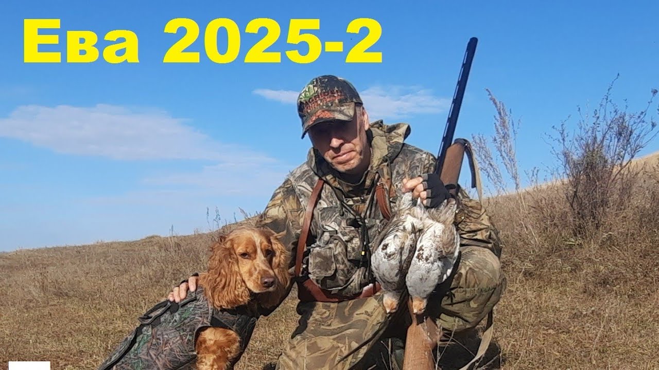Охота на утку с молодым спаниелем  с подхода 2025-2.