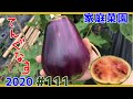 【家庭菜園2020】雨が続く日々の収穫【#111】