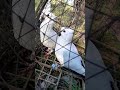 sepasang Merpati #merpati #lapakmerpati #pecintamerpati #merpatibagus #pigeon
