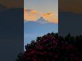 Beautiful Nepal #poonhill #ghorepani #nature  #rhododendron #himalayas #beautiful #sochneaankha