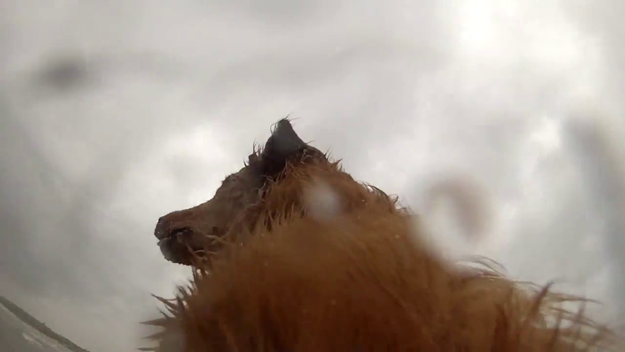 StellaCam in action  GoPro camera