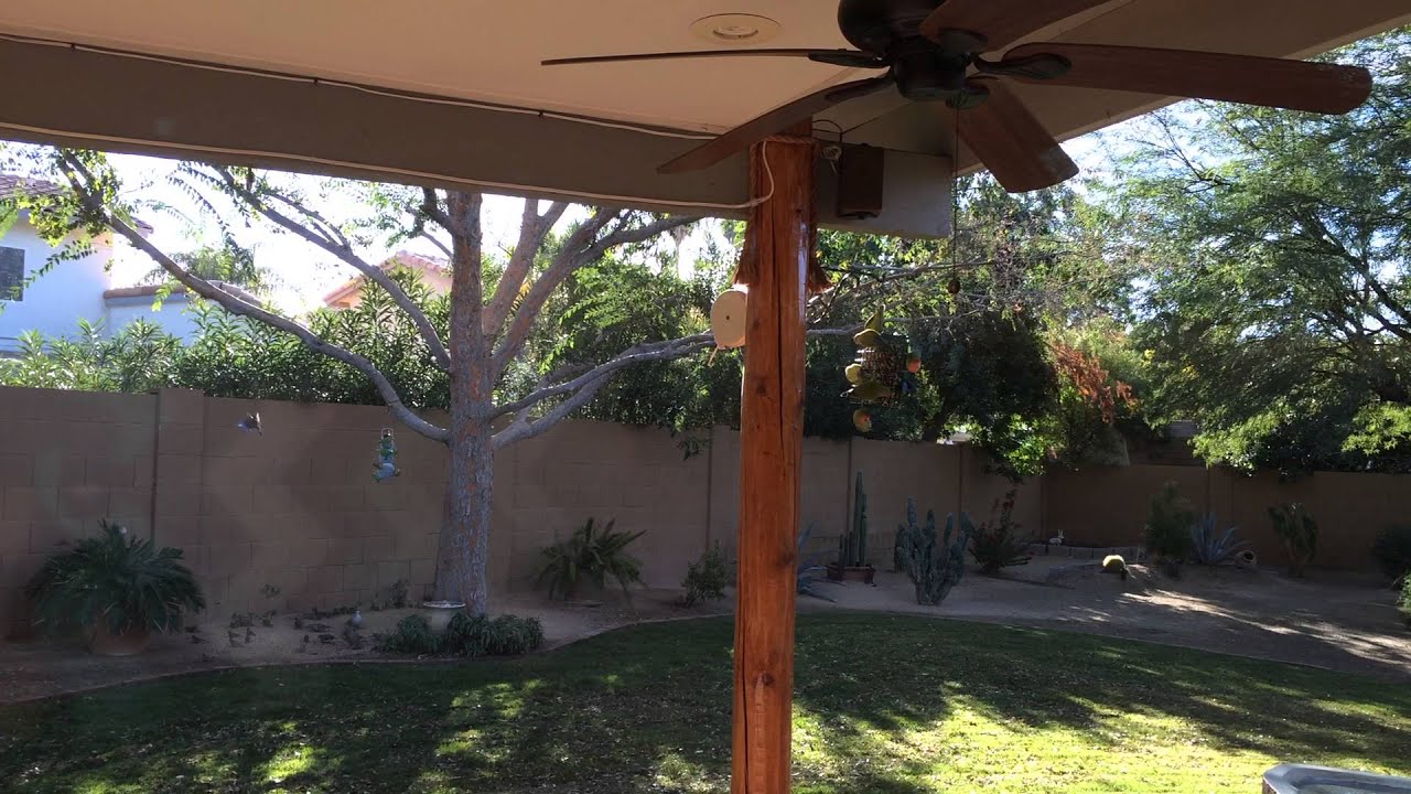 More wild lovebirds in Scottsdale, AZ - YouTube