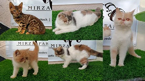 Watch the video about Exotic Persian Cats Available At Mirza Farms Hyderabd |