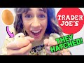 Our trader joes eggs hatched