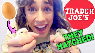 OUR TRADER JOE'S EGGS HATCHED!