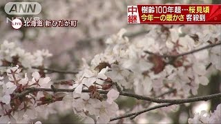 北海道で汗ばむ陽気　この春「最後の桜」も見頃に(16/05/03)