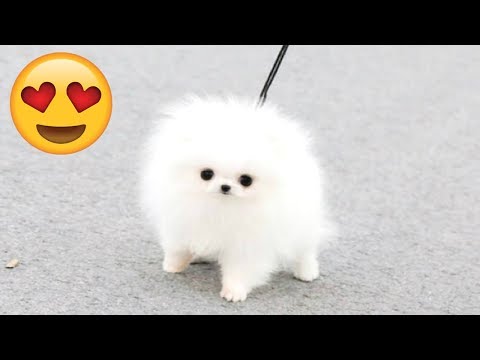 cute-puppies---cute-puppy-videos-compilation-and-funny-puppies-[cuteness-overload]