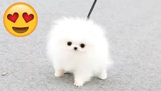 CUTE PUPPIES - Cute Puppy Videos Compilation And Funny Puppies [CUTENESS OVERLOAD]