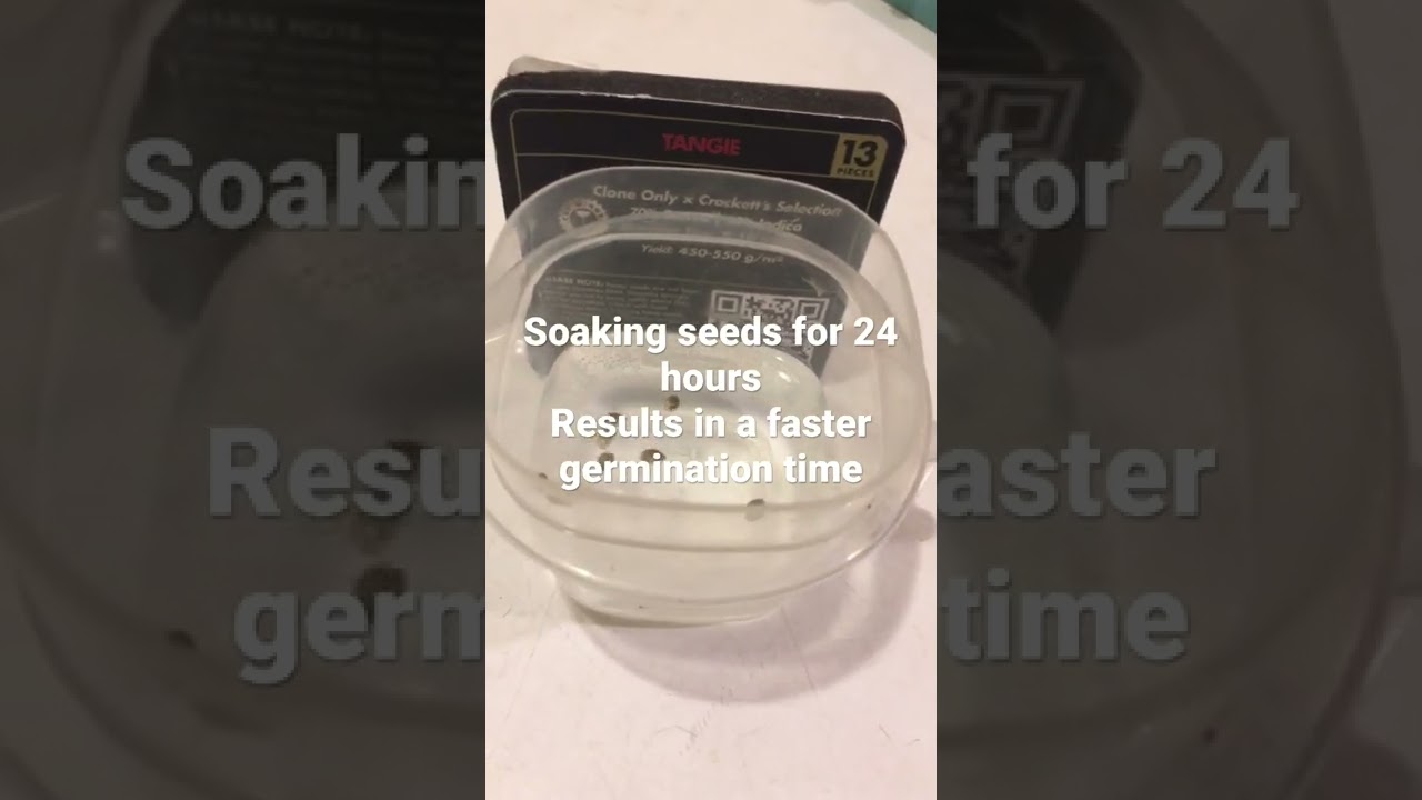 Soaking seeds for 24 hours results in faster germination times