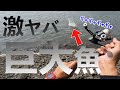 【想定外】チヌ釣りにヒットした謎の巨大魚との壮絶バトル