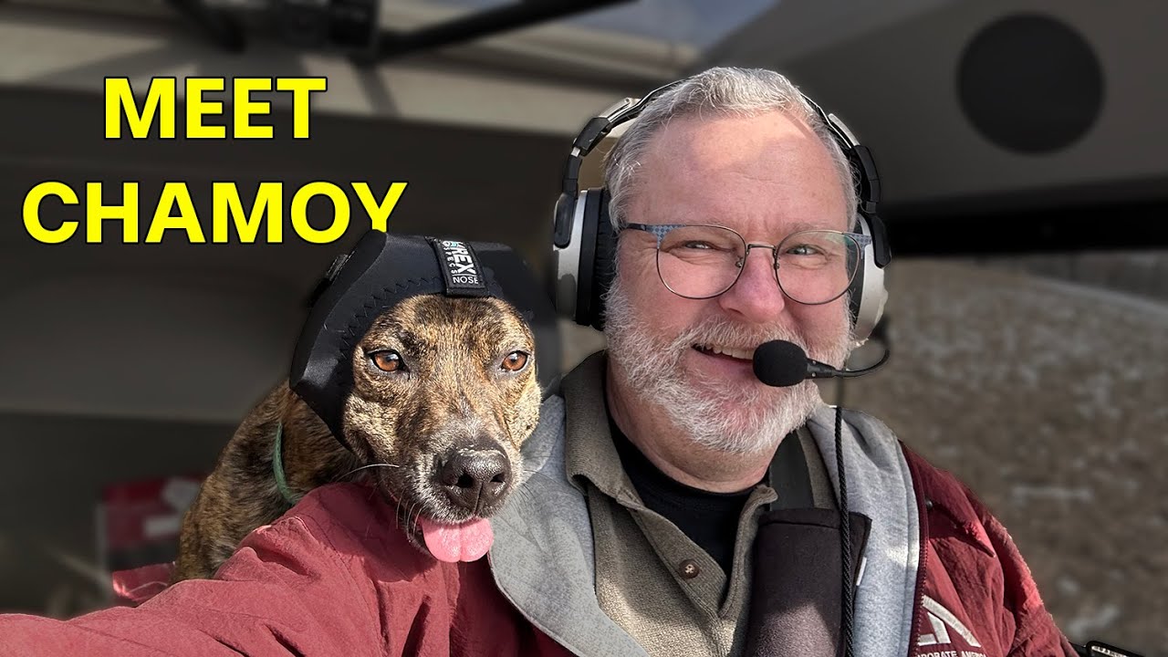 Can dogs fly? YouTube