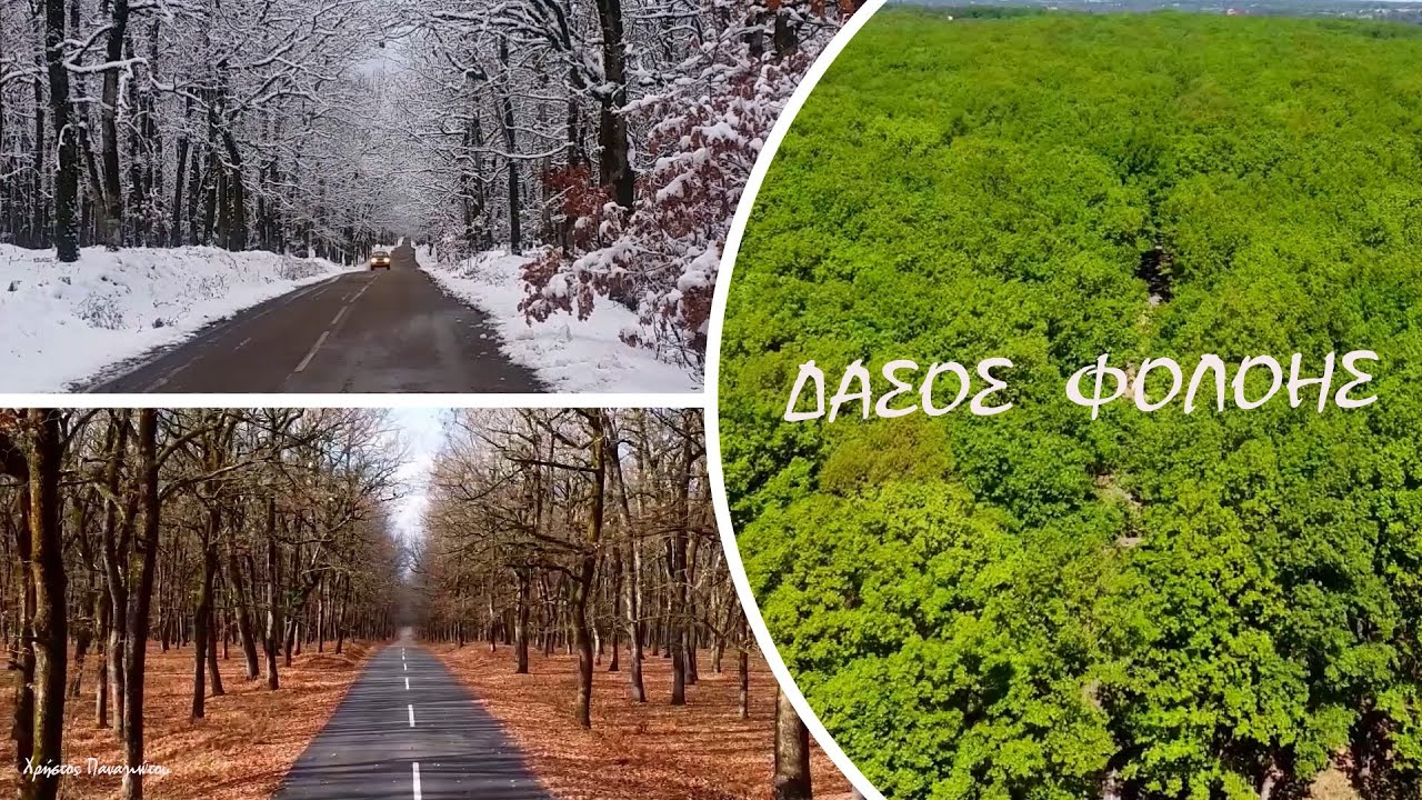 ΤΟ ΔΑΣΟΣ ΦΟΛΟΗΣ ΣΕ ΟΛΕΣ ΤΙΣ ΕΠΟΧΕΣ  DRONE !!! ΤHE FOREST FOLOI - GREECE ! (THE FOREST OF CENTAURS) !