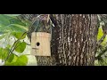 DIY Hummingbird House 
