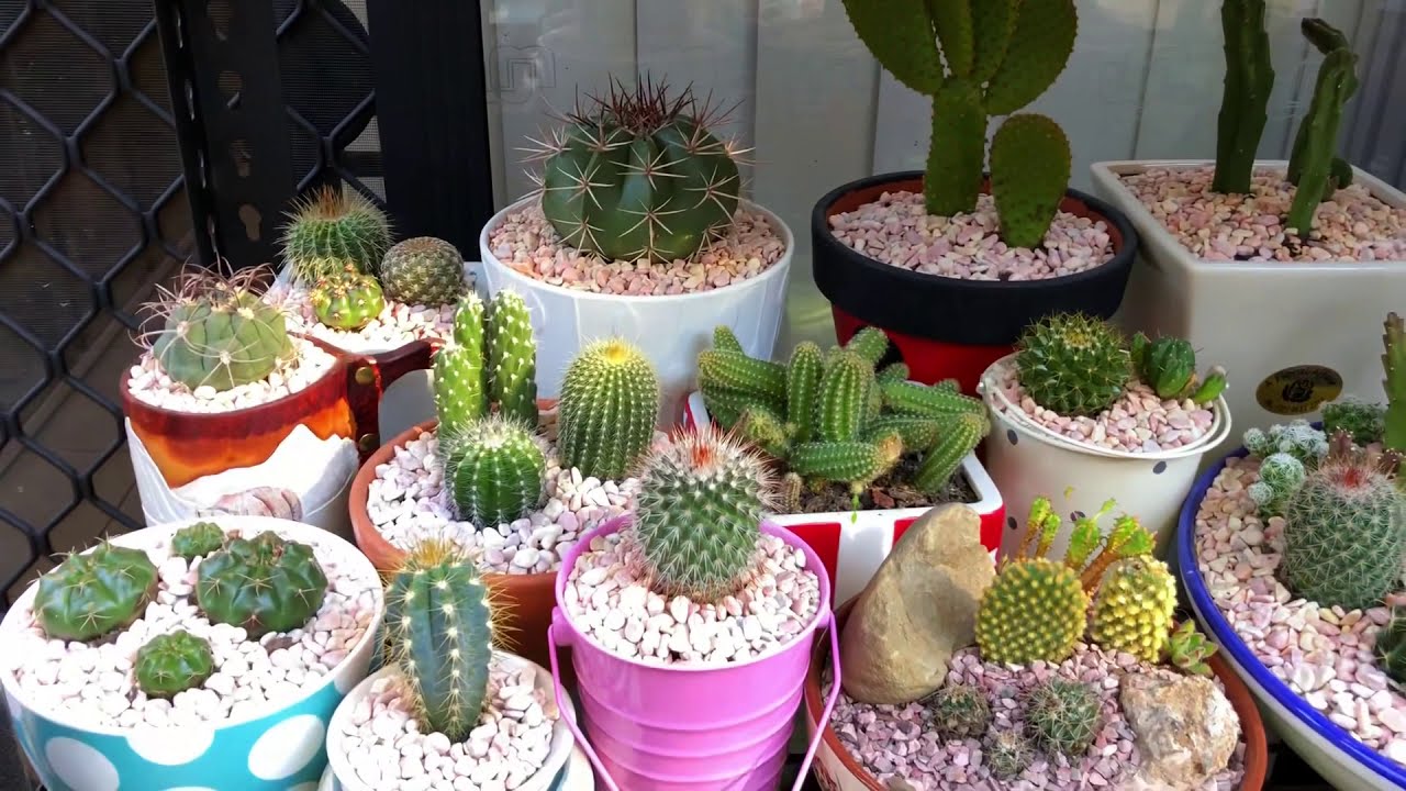 My first 4 months of collecting succulents and cacti