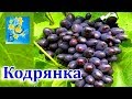 Виноград Кодрянка (Grapes Codrjanka, Black Magic)