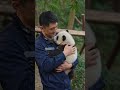 🐼人類幼崽的殺傷力?熊貓幼崽直接降維打擊👶🏻 陽光把溫柔壓進絨毛,連呼吸都帶著治癒算法🔬 #熊貓 #治癒系 #人與動物和諧共處