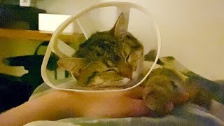 【術後10日目】遊び疲れて飼い主の手枕で熟睡する猫！