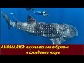АНОМАЛИЯ: Акулы вошли в бухты в предвкушении жора № 2280