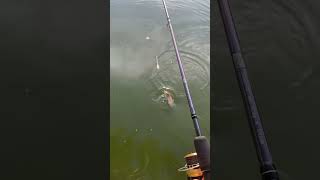 😮💨🎣 #likeandsubscribe #fishing #carp #nature #carpfishing #angling #lake #viral