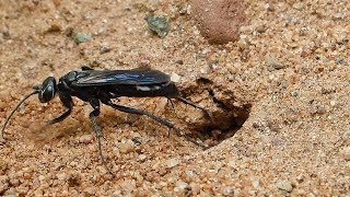 Parasitic Wasp Sealing Up And Camouflaging Its Egg Chamber
Parasitic Wasp Sealing Up And Camouflaging Its Egg Chamber Parasitic Wasp Sealing Up And Camouflaging Its Egg Chamber