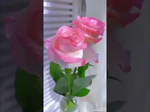 روحي وعنيا وقلبي يا حبيبي بيحبوك