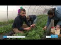 France 3  les fraises de la terre dargence sont arrives  