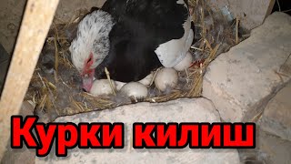 100% курки килишни биласизми тунги текширув