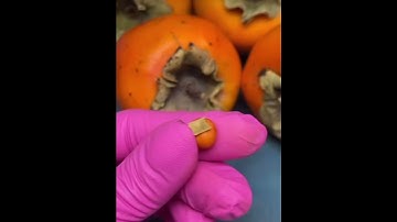 Polymer Clay Miniature Fruit Tutorial: How to Make a Persimmon 🍊✨