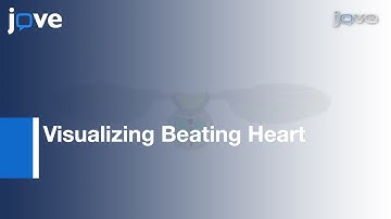 Visualizing Beating Heart In Drosophila l Protocol Preview
