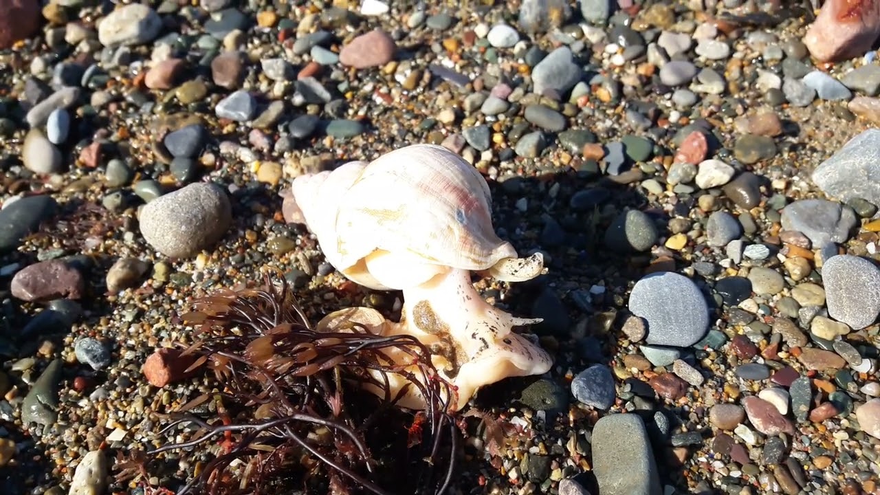 Common whelk!