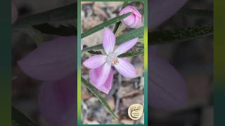 Pink Wax Flowers Bobbing in Winter Sun - Dharug Country