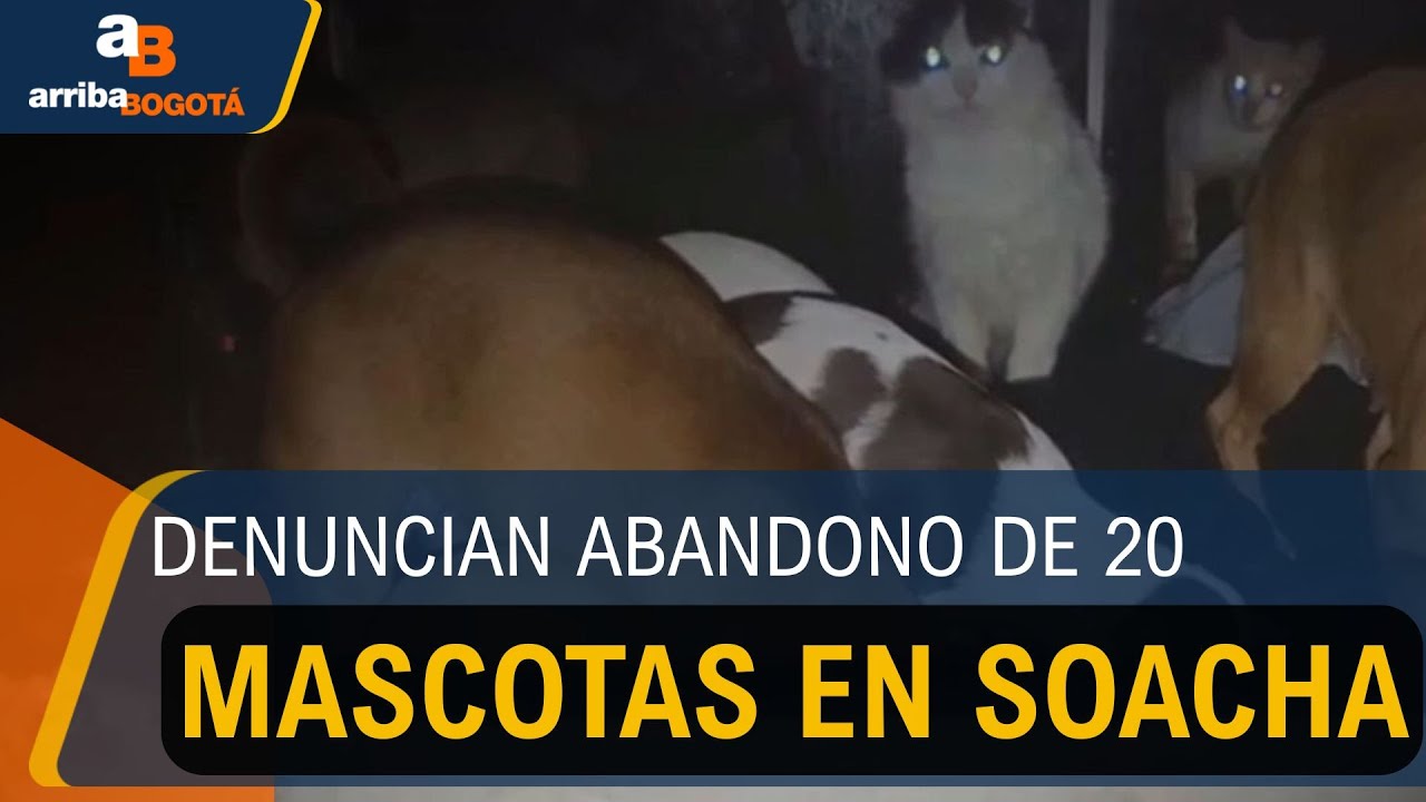 Denuncian abandono de 20 mascotas en Soacha: hallan un gato muerto en el lugar | CityTv