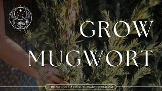 How to Grow, Harvest & Prepare Mugwort