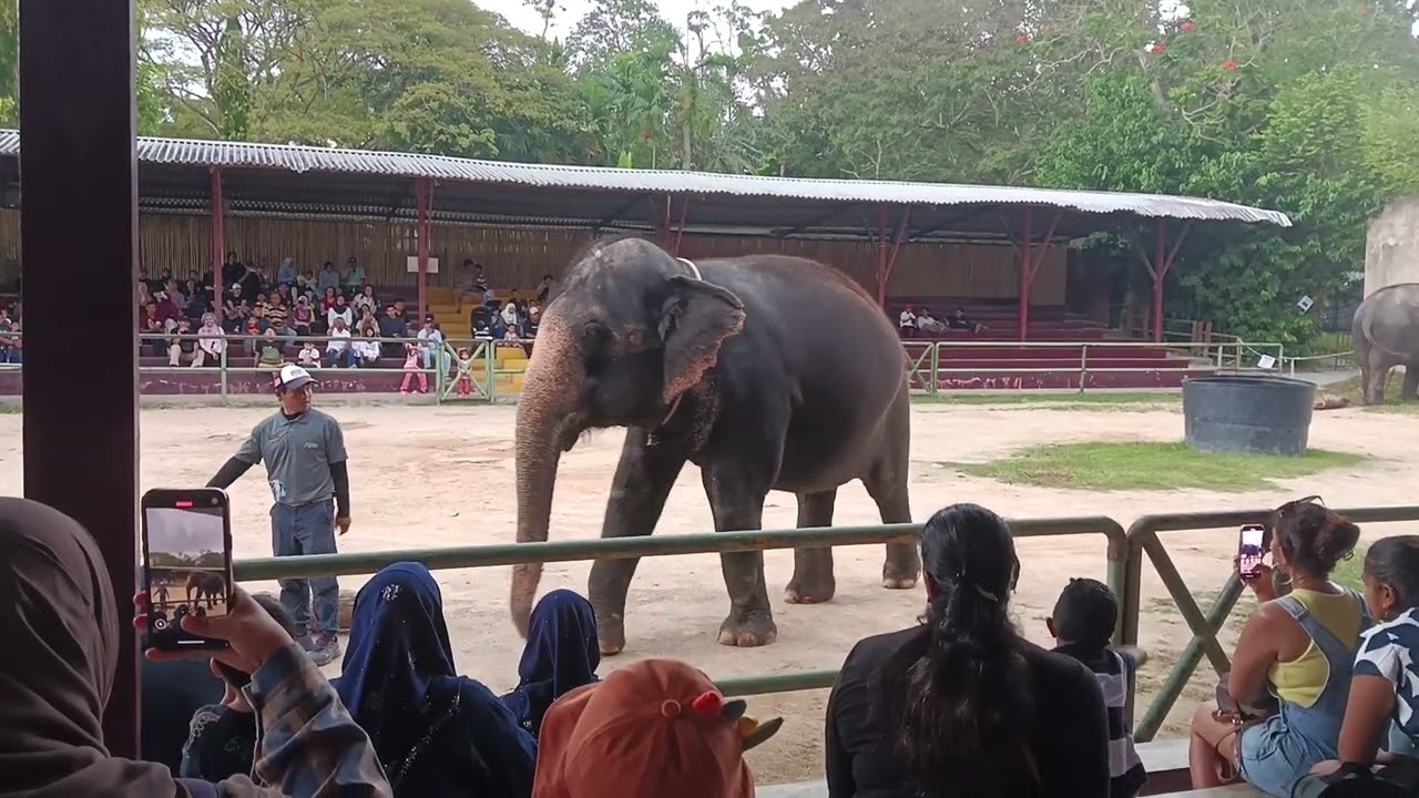 Elephant show