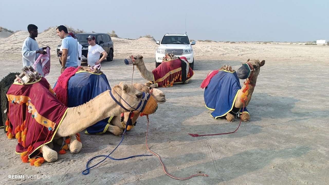 Desert Safari and Camel ride - November 2023 - Qatar Tour - YouTube