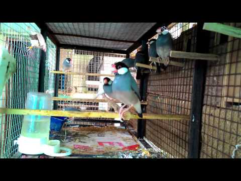 Java sparrow colony