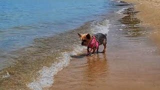 Yorkie on the Beach by Gracie Yorkie Puppy Dog 476 views 1 year ago 5 minutes, 56 seconds