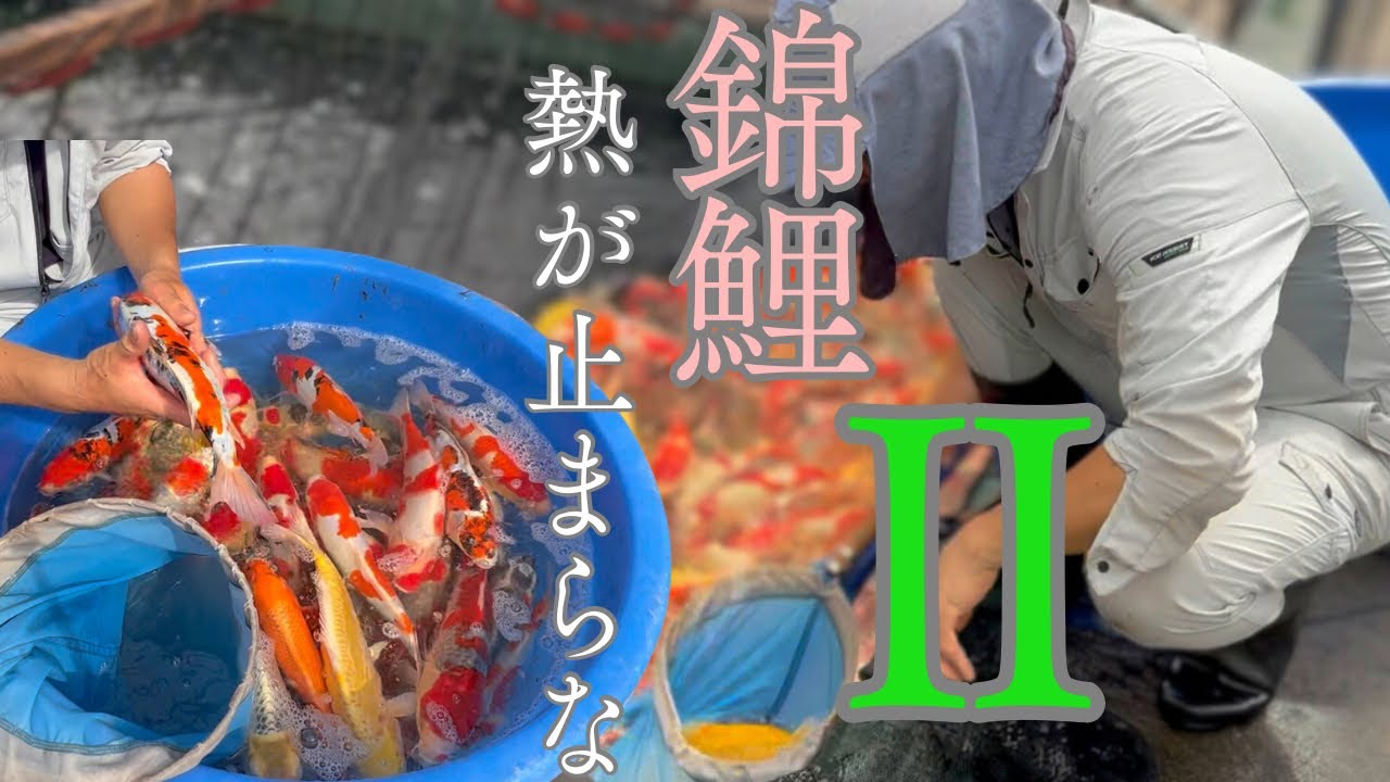 錦鯉の買い方#錦鯉展示即売会#koifish #koi