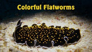 Colorful Marine Flatworms - 20 Species Turbellaria - Meeres-Strudelwürmer