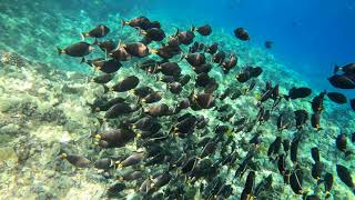 Molokini Swim With School Of Naso Tangs A Parrot Fish And Others