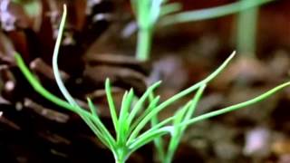 Justice Genesis - Exemplo Video Clip