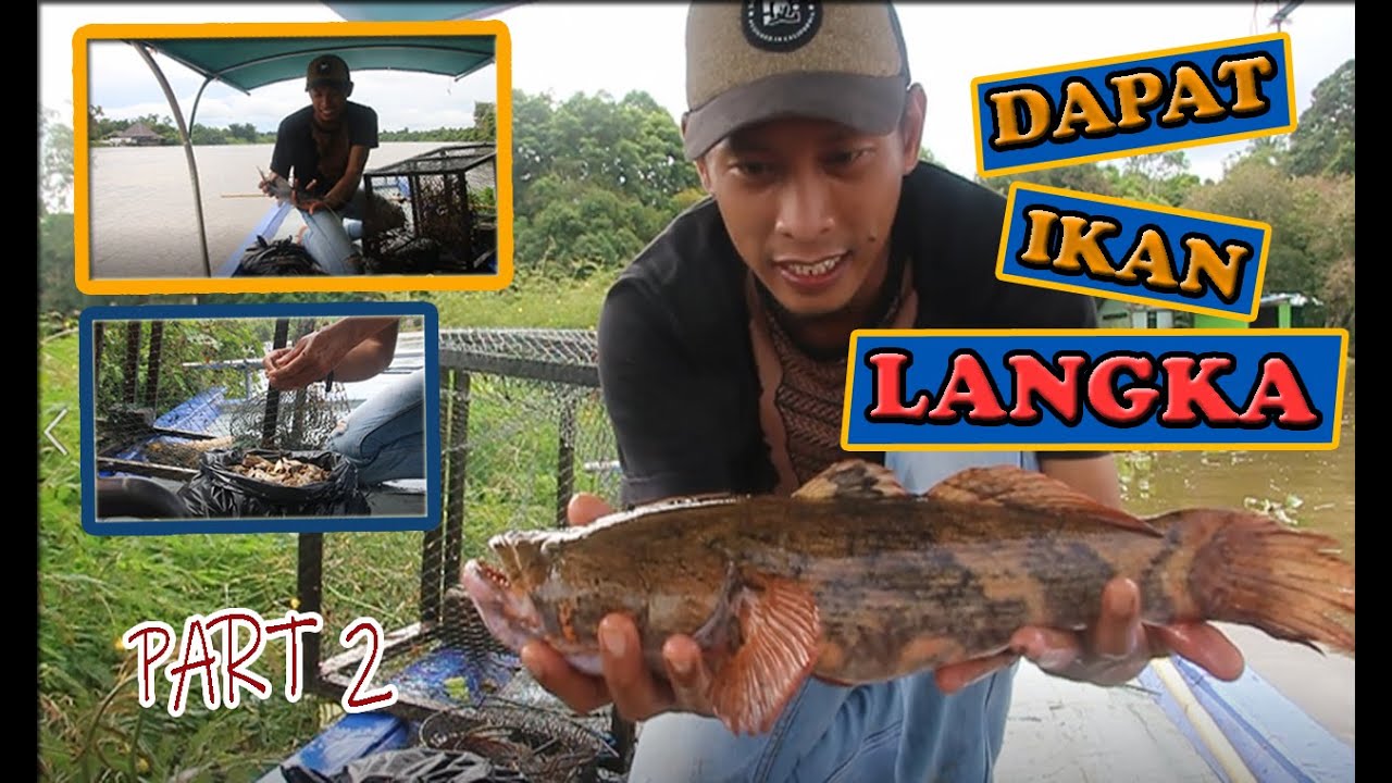 IKAN LANGKA AIR TAWAR PART 2 YouTube