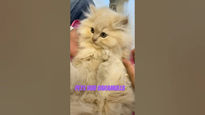 Video 11535101: persian kitten male female, white persian kitten, persiancat