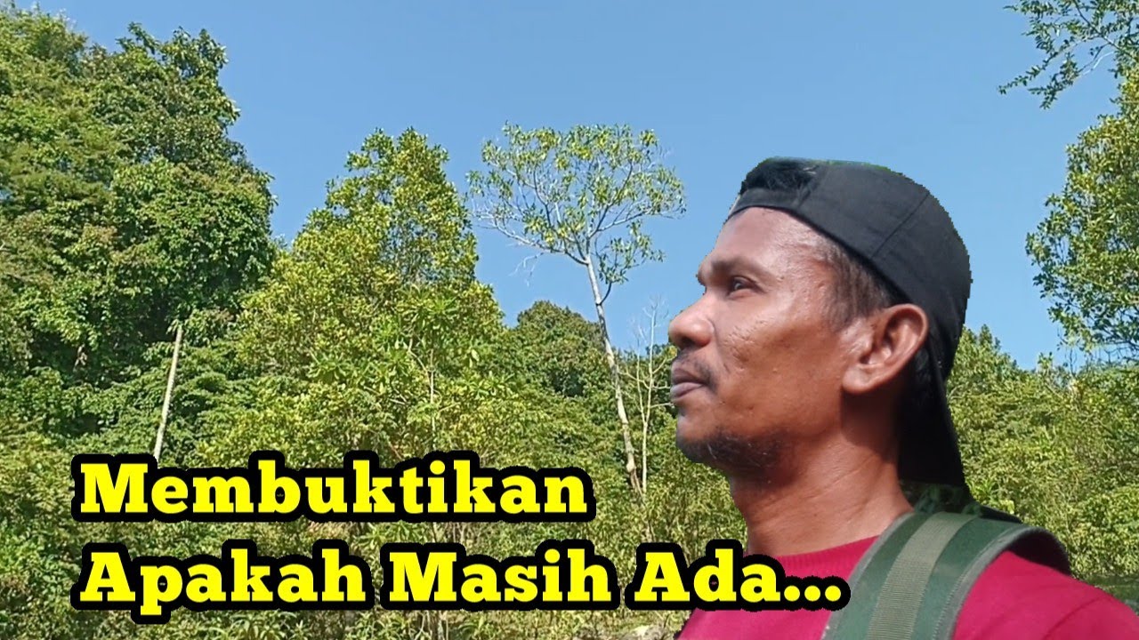 Membuktikan dalam hutan ini masih adakah burung tledekan yang sudah tidak saya datangin 1 tahun
